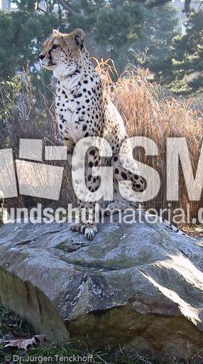 Gepard (5 von 41).jpg